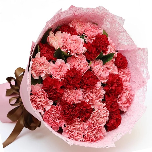 red pink carnation