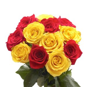 red yellow roses
